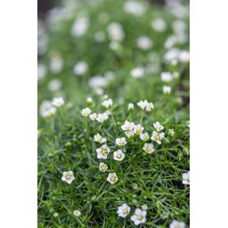 Garden basics 60x Sagina subulata - ↕10-25cm - Ø9cm (47984)