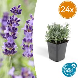 Garden basics 24x Lavandula 'Hidcote' - ↕10-25cm - Ø9cm (50330)