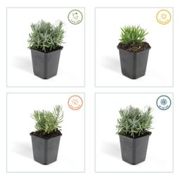 Garden basics 24x Lavandula 'Hidcote' - ↕10-25cm - Ø9cm (50330)