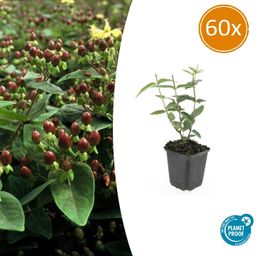 Garden basics 60x Hypericum inodorum - ↕10-25cm - Ø9cm (47855)