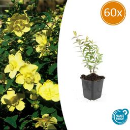 Garden basics 60x Hypericum 'Hidcote' - ↕10-25cm - Ø9cm (47835)