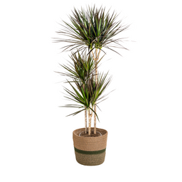 Dracaena Marginata Magenta met mand Ø24cm - ↕130 (48778)