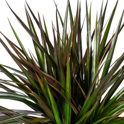 Dracaena Marginata Magenta met mand Ø24cm - ↕130 (48778)