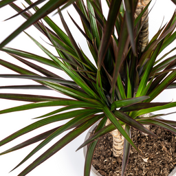 Dracaena Marginata Magenta met mand Ø24cm - ↕130 (48778)