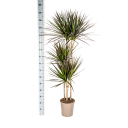 Dracaena Marginata Magenta met mand Ø24cm - ↕130 (48778)