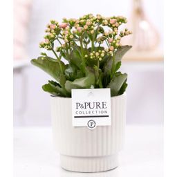 Kalanchoe Pink In P&PURE Ivy Ceramics Shiny White (53351)