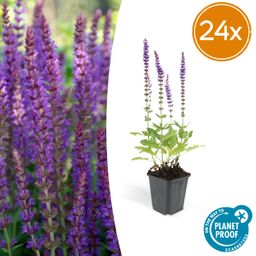 Garden basics 24x Salvia nem. 'Ostfriesland' - ↕10-25cm - Ø9cm (50342)