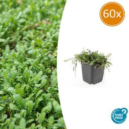 Garden basics 60x Leptinella squalida - ↕10-25cm - Ø9cm (47890)