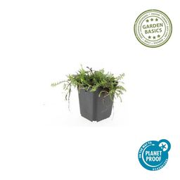 Garden basics 60x Leptinella squalida - ↕10-25cm - Ø9cm (47890)