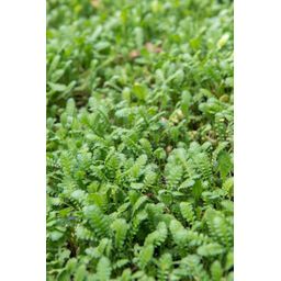 Garden basics 60x Leptinella squalida - ↕10-25cm - Ø9cm (47890)