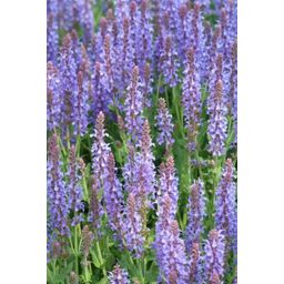 Garden basics 48x Salvia nem. 'Caradonna' - ↕10-25cm - Ø9cm (50596)