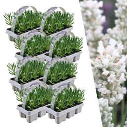 Plants by frank 8 x 6 pack Lavendel angustifolia white - 48 x Ø7 cm (33467)