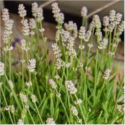 Plants by frank 8 x 6 pack Lavendel angustifolia white - 48 x Ø7 cm (33467)