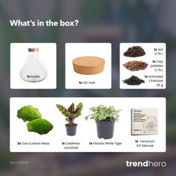 DIY terrarium - Sammie Calathea - No tools (54763)