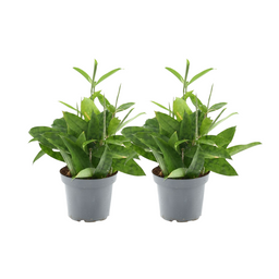 Dracaena Surculosa - 2 stuks (32936)