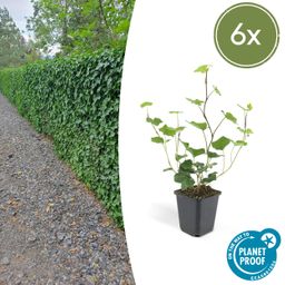 Garden basics 6x Hedera Hibernica - ↕10-25cm - Ø9cm (46929)