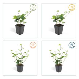 Garden basics 6x Hedera Hibernica - ↕10-25cm - Ø9cm (46929)
