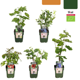 Premium basics "Vruchten oase" BIO Fruitplanten mix set van 5 verschillende soorten (48362)