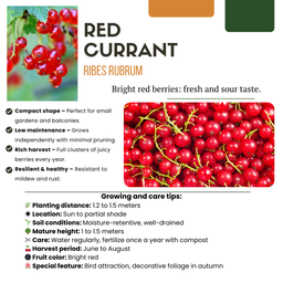 Premium basics "Vruchten oase" BIO Fruitplanten mix set van 5 verschillende soorten (48362)