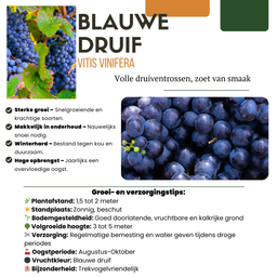 Premium basics "Vruchten oase" BIO Fruitplanten mix set van 5 verschillende soorten (48362)