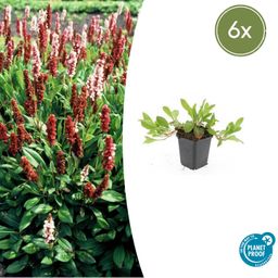 Garden basics 6x Persicaria aff. 'Darjeeling Red' - ↕10-25cm - Ø9cm (47955)