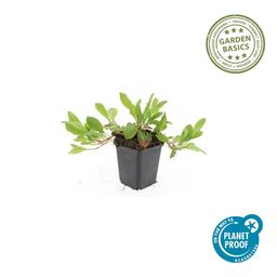 Garden basics 6x Persicaria aff. 'Darjeeling Red' - ↕10-25cm - Ø9cm (47955)