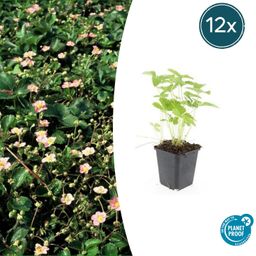 Garden basics 12x Fragaria vesca - ↕10-25cm - Ø9cm (47733)