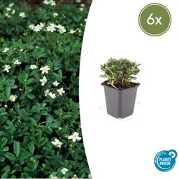 Garden basics 6x Potentilla tridentata 'Nuuk' - ↕10-25cm - Ø9cm (47970)