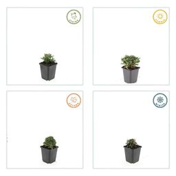 Garden basics 6x Potentilla tridentata 'Nuuk' - ↕10-25cm - Ø9cm (47970)