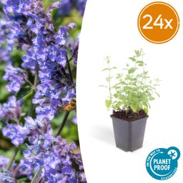 Garden basics 24x Nepeta 'Six Hills Giant' - ↕10-25cm - Ø9cm (50484)