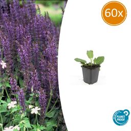 Garden basics 60x Salvia nem. 'Mainacht' - ↕10-25cm - Ø9cm (47994)