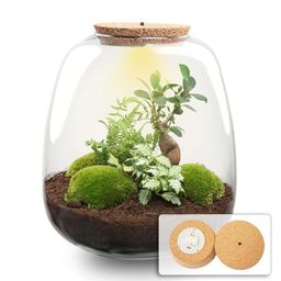 Planten terrarium - Emma - DIY kit - Ø 23 cm - Bonsai White (53761)