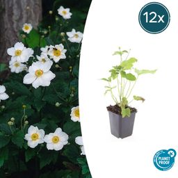 Garden basics 12x Anemone hyb. 'Honorine Jobert' - ↕10-25cm - Ø9cm (47580)