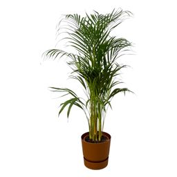 Areca palm - ↨110cm - Ø21cm inclusief elho Greenville Round bruin D24xH23 (8721081602069)
