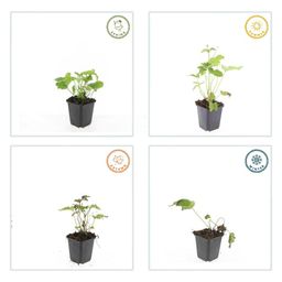 Garden basics 12x Anemone hyb. 'Honorine Jobert' - ↕10-25cm - Ø9cm (47580)