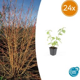 Garden basics 24x Cornus sang. 'Anny's Winter Orange' - ↕10-25cm - Ø9cm (50392)