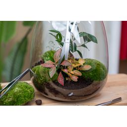 Lange terrarium-schaar - Roestvast staal (8720872024028)