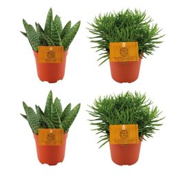 2x Aloe Paradisicum + 2x Senecio Himalaya - 4 stuks - Ø10.5cm (22735)