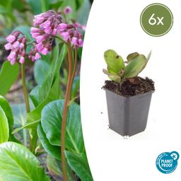 Garden basics 6x Bergenia cordifolia 'Herbstblüte' - ↕10-25cm - Ø9cm (47604)