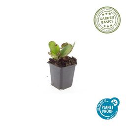 Garden basics 6x Bergenia cordifolia 'Herbstblüte' - ↕10-25cm - Ø9cm (47604)