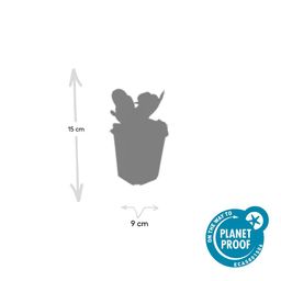 Garden basics 6x Bergenia cordifolia 'Herbstblüte' - ↕10-25cm - Ø9cm (47604)