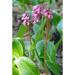 Garden basics 6x Bergenia cordifolia 'Herbstblüte' - ↕10-25cm - Ø9cm (47604)
