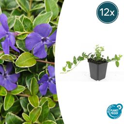 Garden basics 12x Vinca minor 'Ralph Shugert' - ↕10-25cm - Ø9cm (48046)