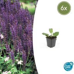 Garden basics 6x Salvia nem. 'Mainacht' - ↕10-25cm - Ø9cm (47990)