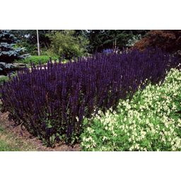 Garden basics 6x Salvia nem. 'Mainacht' - ↕10-25cm - Ø9cm (47990)