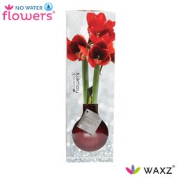 No Water Flowers Waxz® Luxury Box Bordeaux (22188)