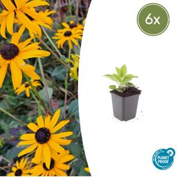 Garden basics 6x Rudbeckia fulgida 'Goldsturm' - ↕10-25cm - Ø9cm (47975)