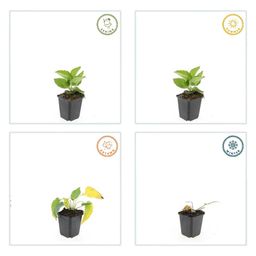 Garden basics 6x Rudbeckia fulgida 'Goldsturm' - ↕10-25cm - Ø9cm (47975)