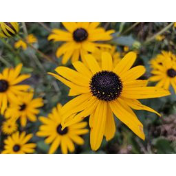Garden basics 6x Rudbeckia fulgida 'Goldsturm' - ↕10-25cm - Ø9cm (47975)