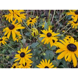 Garden basics 6x Rudbeckia fulgida 'Goldsturm' - ↕10-25cm - Ø9cm (47975)